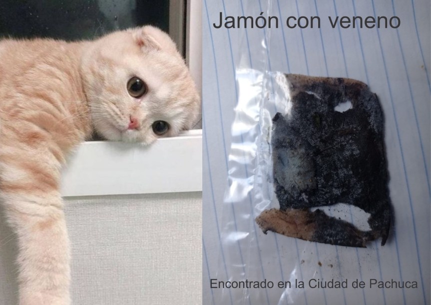 ENVENENAMIENTO DE GATOS EN&nbsp;PACHUCA