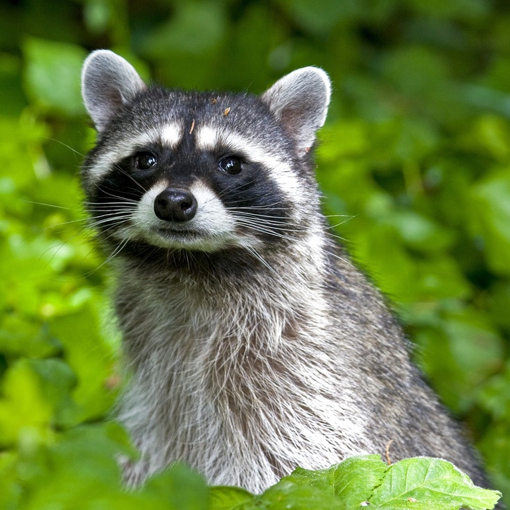 POR PRIMERA VEZ EN MILES DE AÑOS, CIENTÍFICOS DOCUMENTAN UN PROCESO DE DOMESTICACIÓN EN TIEMPO REAL: EL CASO DE LOS&nbsp;MAPACHES