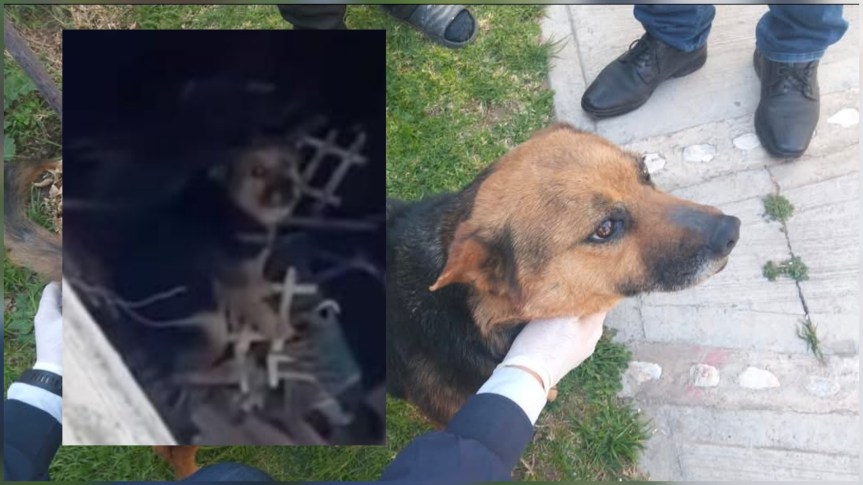 RESCATAN A PERRITA EN HIDALGO POR MALTRATO ANIMAL Y PRESUNTA&nbsp;ZOOFILIA