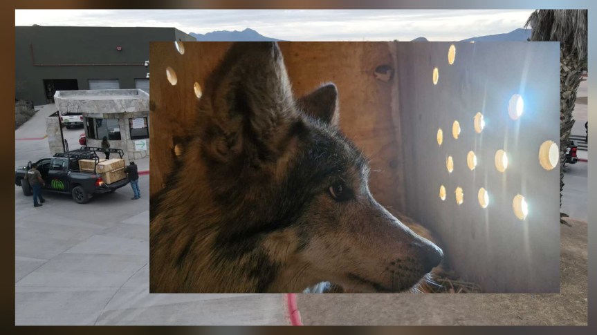 CUATRO LOBOS GRISES MEXICANOS INICIAN UN VIAJE PARA SALVAR SU&nbsp;ESPECIE