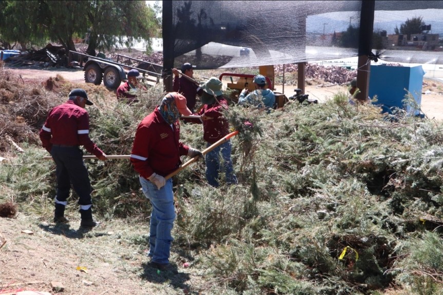 HIDALGO IMPULSA EL RECICLAJE RESPONSABLE DE ÁRBOLES DE NAVIDAD PARA PROTEGER EL MEDIO&nbsp;AMBIENTE