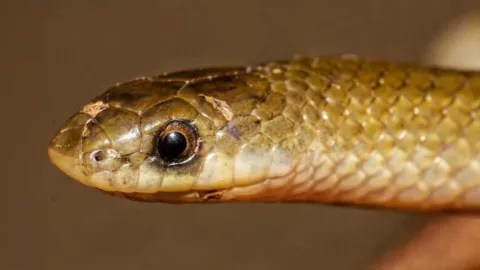 DOCUMENTAN NUEVA ESPECIE DE SERPIENTE EN MÉXICO: YAKACOATL&nbsp;TLALLI