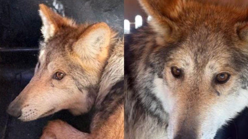 EL LOBO MEXICANO REGRESA A DURANGO TRAS MÁS DE 50 AÑOS AUSENTE EN VIDA&nbsp;SILVESTRE