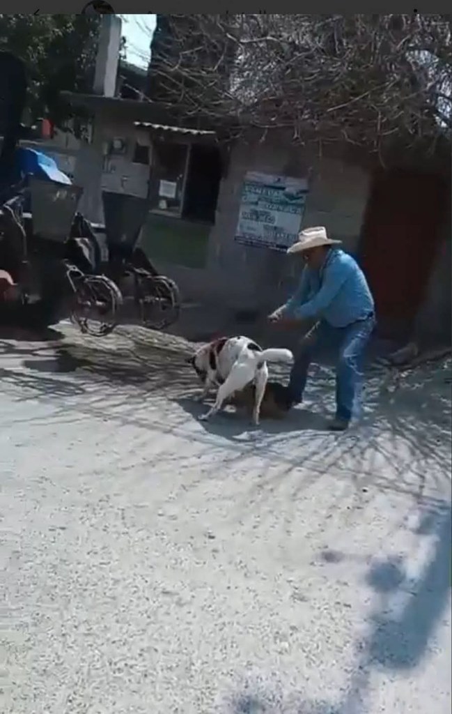 🚨 INDIGNACIÓN EN HIDALGO: INVESTIGAN A HOMBRE QUE ATACÓ CON MACHETE A UN PERRO EN SAN&nbsp;SALVADOR