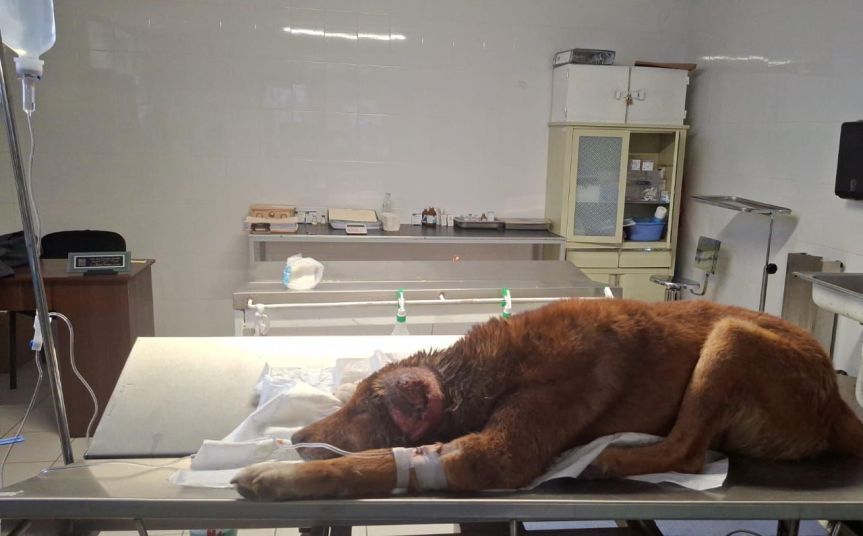 RESCATAN A PERRO MUTILADO EN MINERAL DE LA REFORMA; BUSCAN A LOS&nbsp;RESPONSABLES