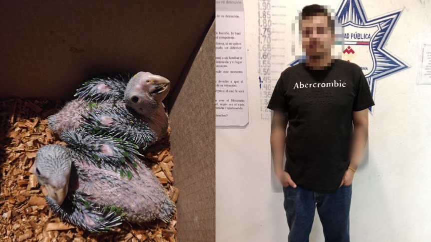 DETIENEN EN MINERAL DE LA REFORMA A HOMBRE QUE VENDÍA AVES&nbsp;PROTEGIDAS