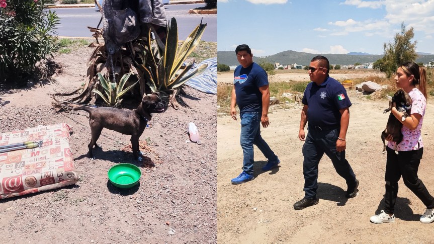 RESCATAN A PERRITA AMARRADA EN SEMÁFORO DEL BULEVAR NUEVO HIDALGO EN&nbsp;PACHUCA