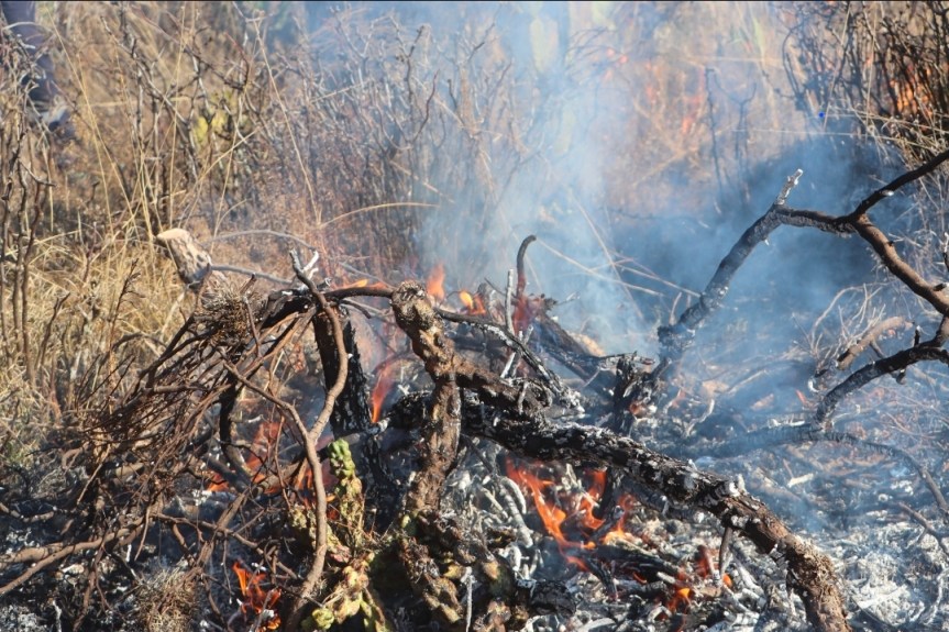 INCENDIO FORESTAL CONSUME VARIAS HECTÁREAS EN JACALA; DESPLIEGAN OPERATIVO DESDE LA&nbsp;MADRUGADA