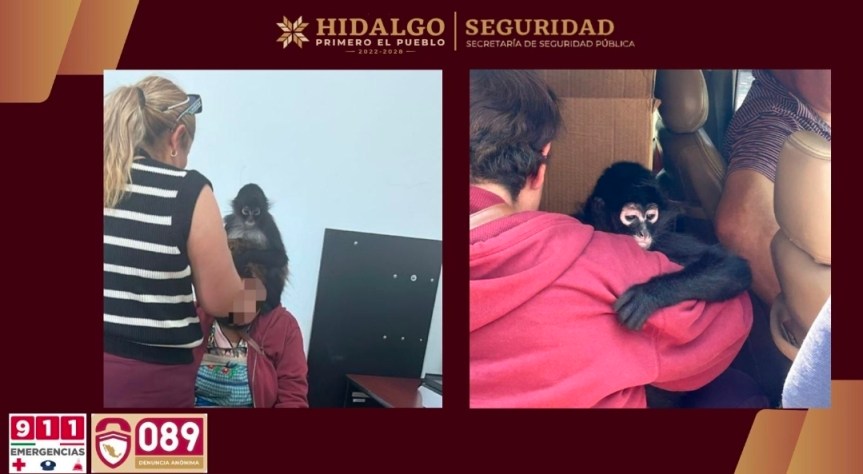 RESCATAN MONO ARAÑA EN ACTOPAN; DOS PERSONAS SON&nbsp;INVESTIGADAS