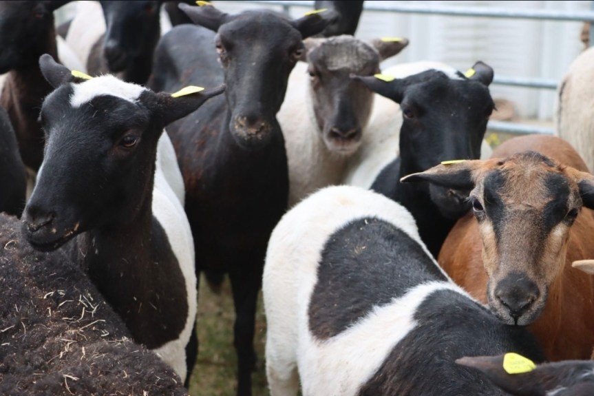 ENTREGAN MÁS DE 2.6 MDP EN APOYOS PARA PRODUCTORES DE 10 MUNICIPIOS DE&nbsp;HIDALGO